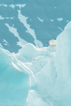 Polar bear resting on melting ice floe under soft Arctic sunset.