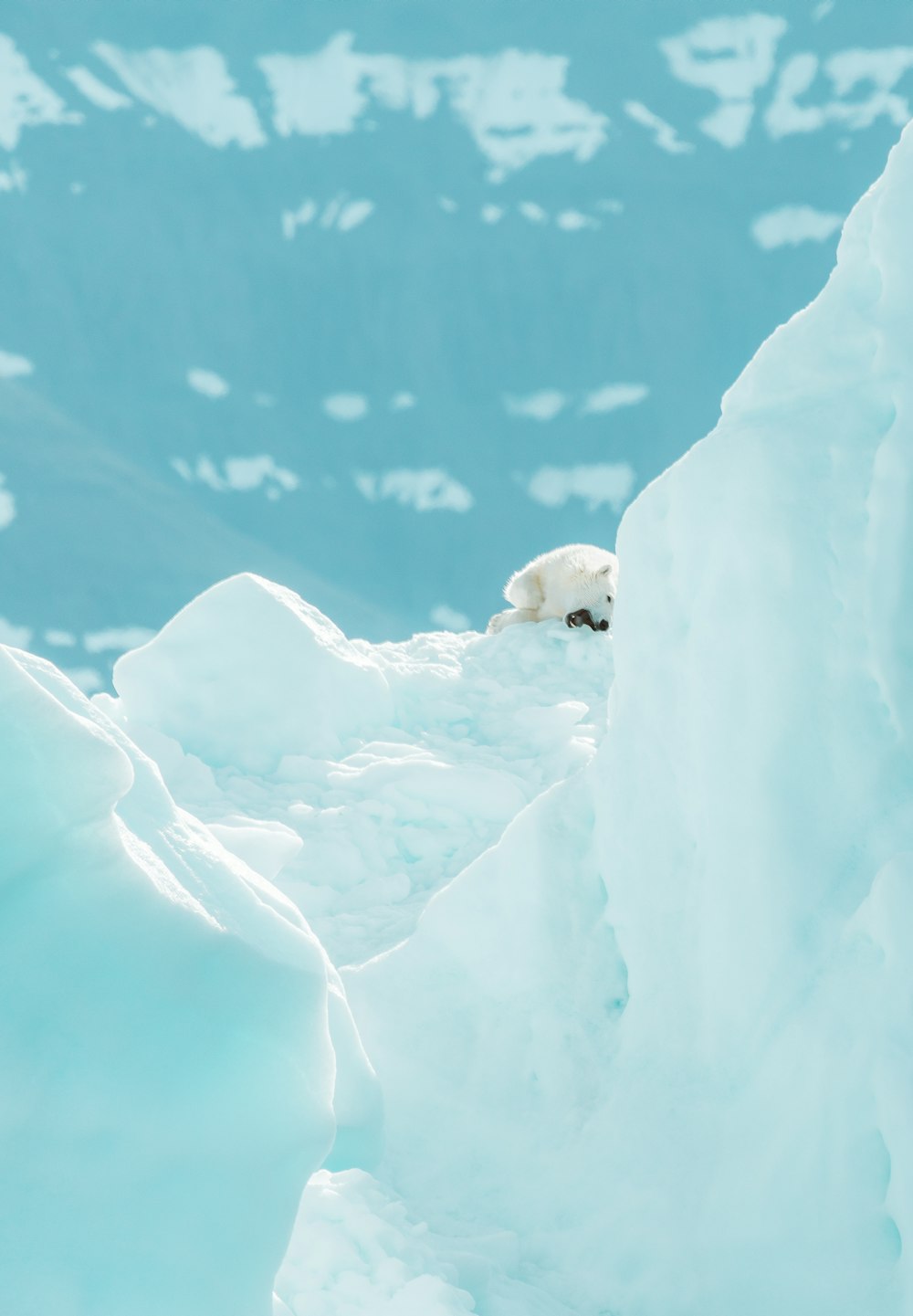 white polar bear on ice