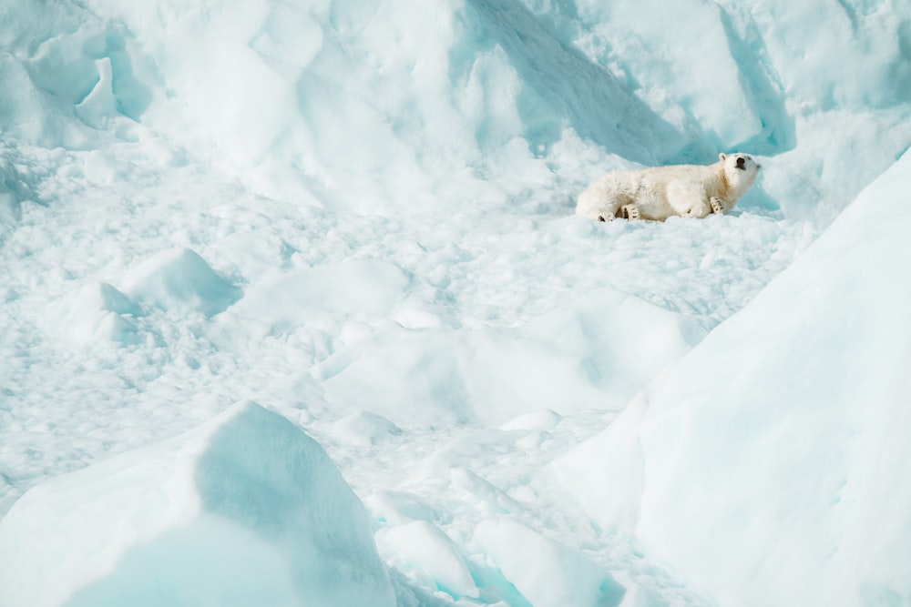 white polar bear on snow covered ground during daytime