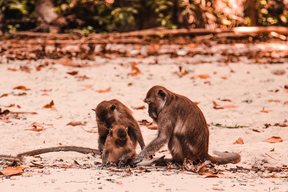 brown monkey sitting on ground during daytime