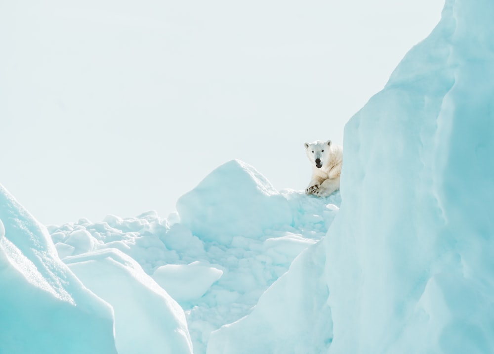 white polar bear on ice