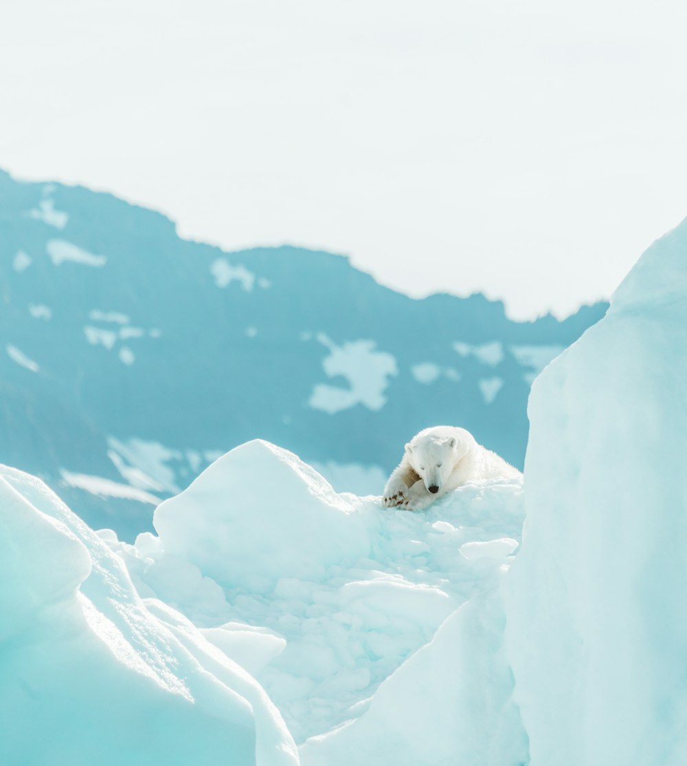 white polar bear on snow covered ground during daytime