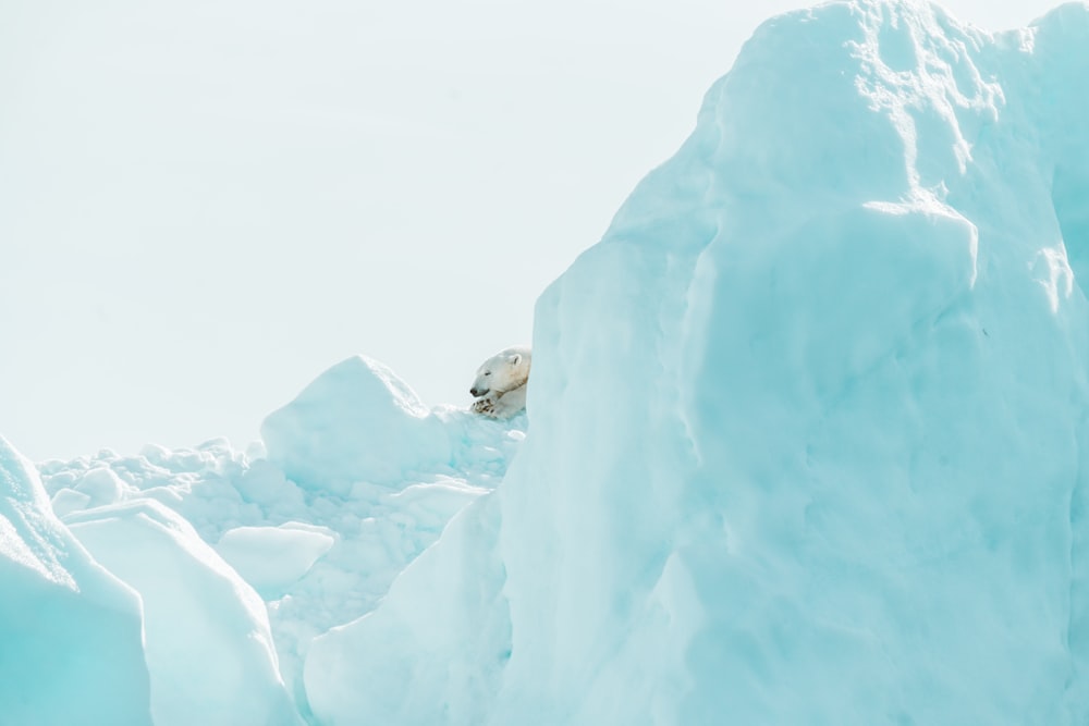 Weißer Eisbär auf Eis