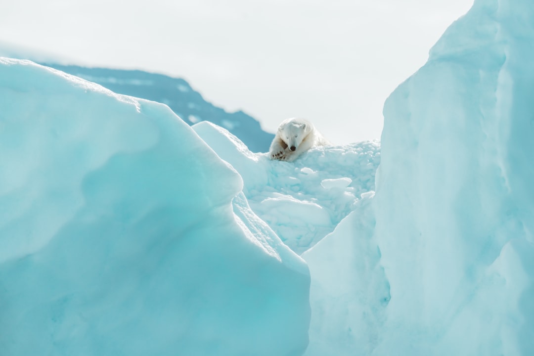 polar bear on ice during daytime