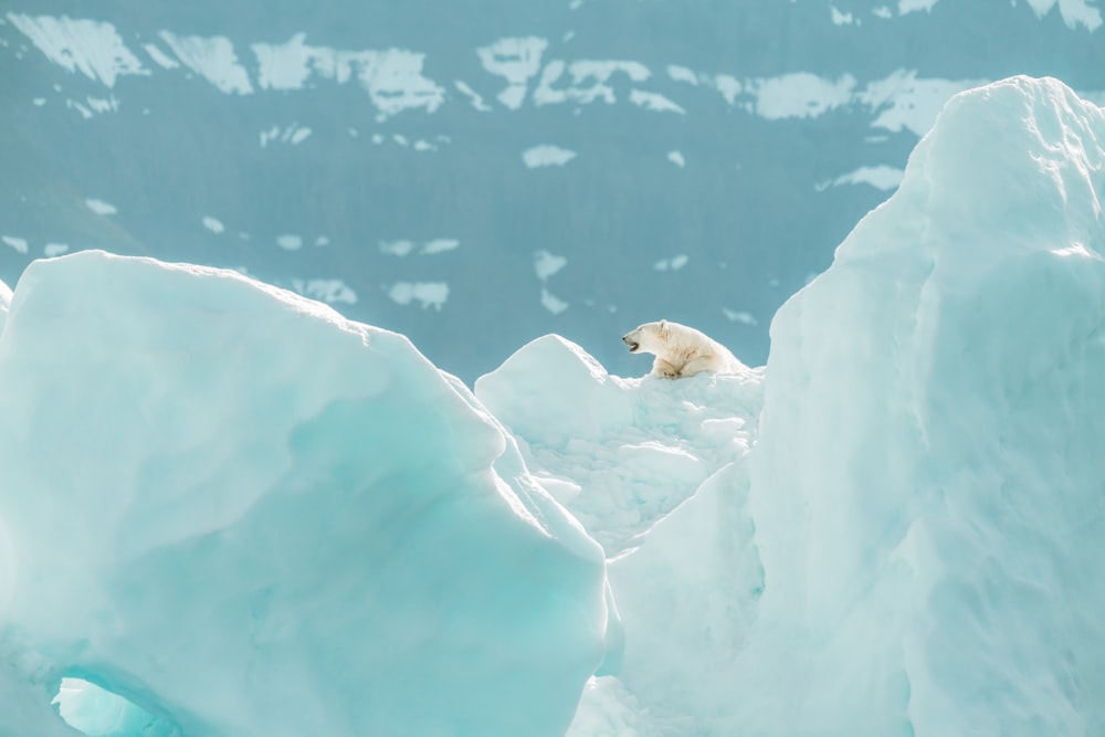 brown polar bear on snow covered ground during daytime