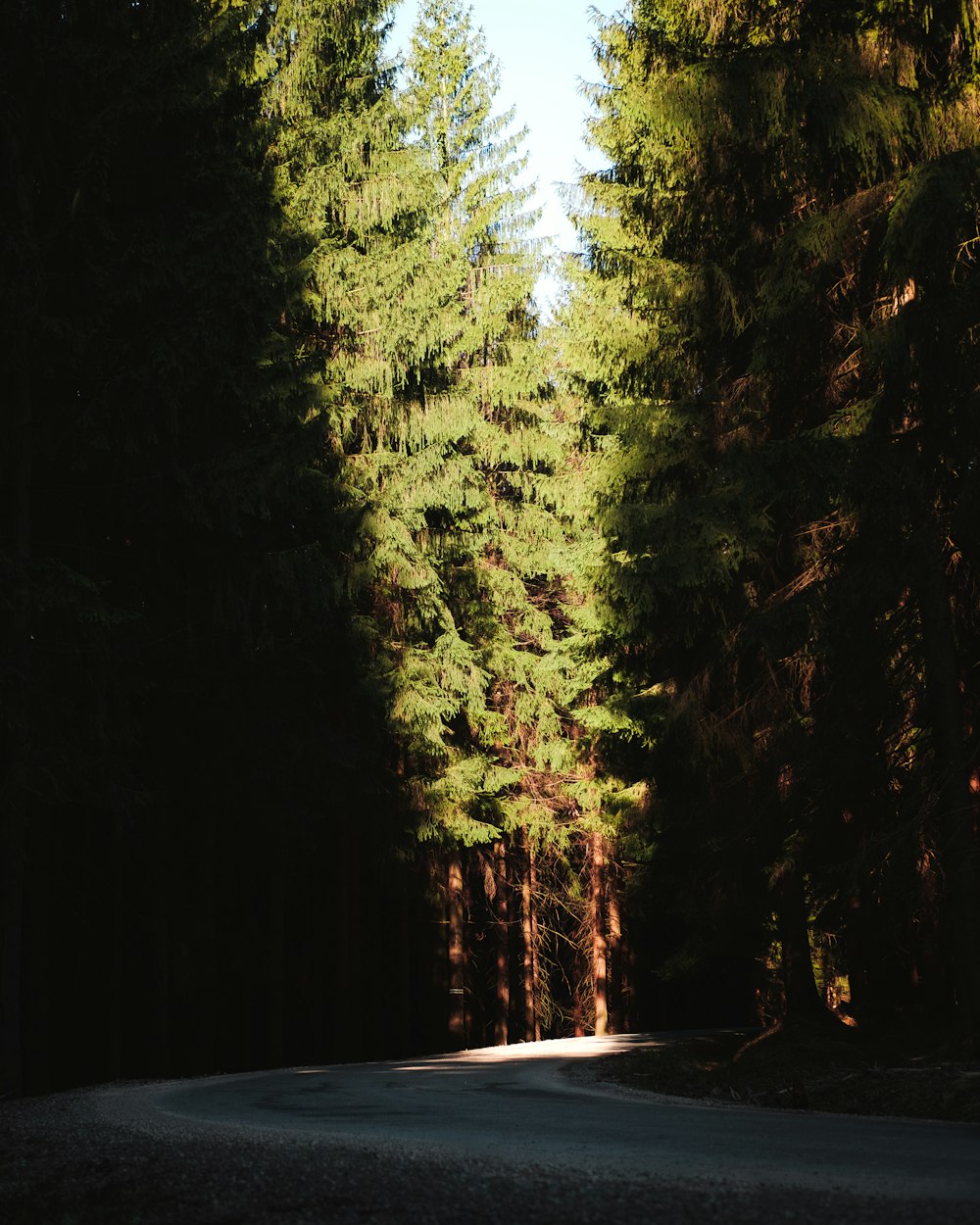 empty road in between trees during daytime