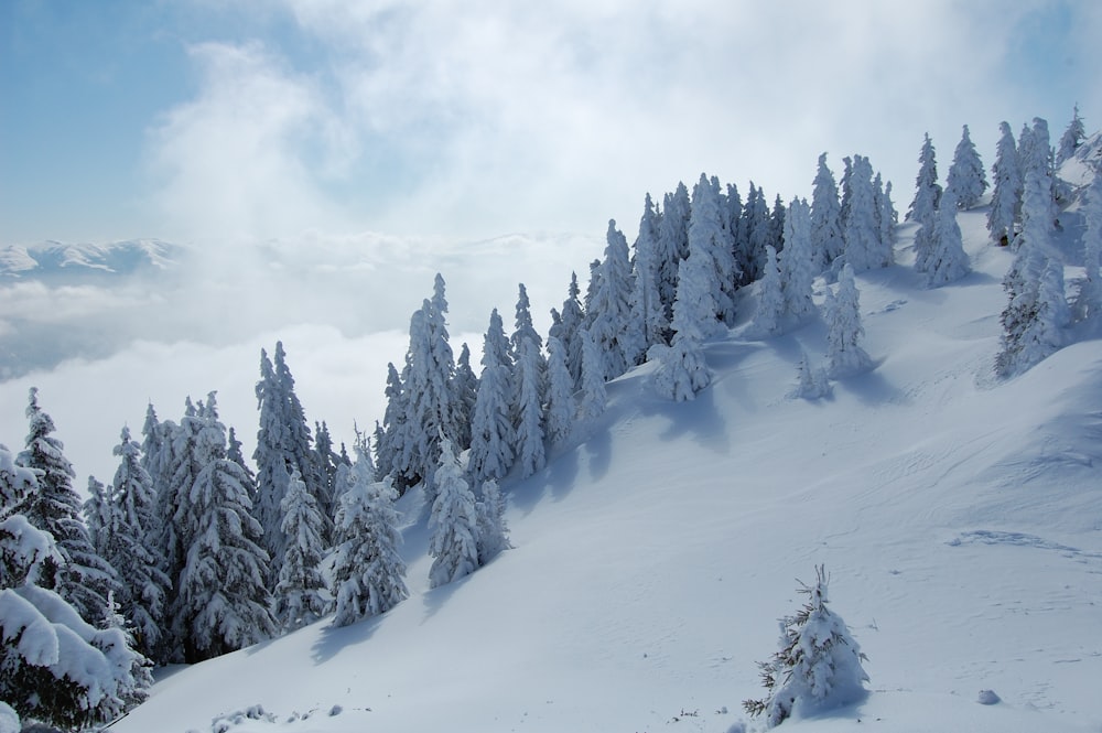 snow covered trees under white clouds during daytime