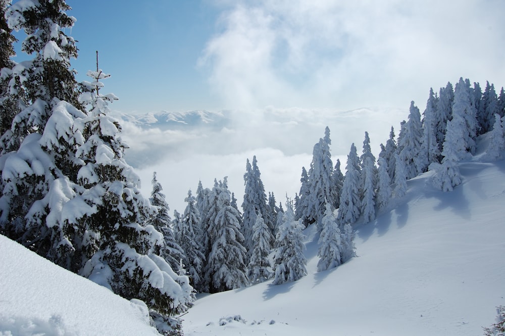 snow covered trees under white clouds and blue sky during daytime