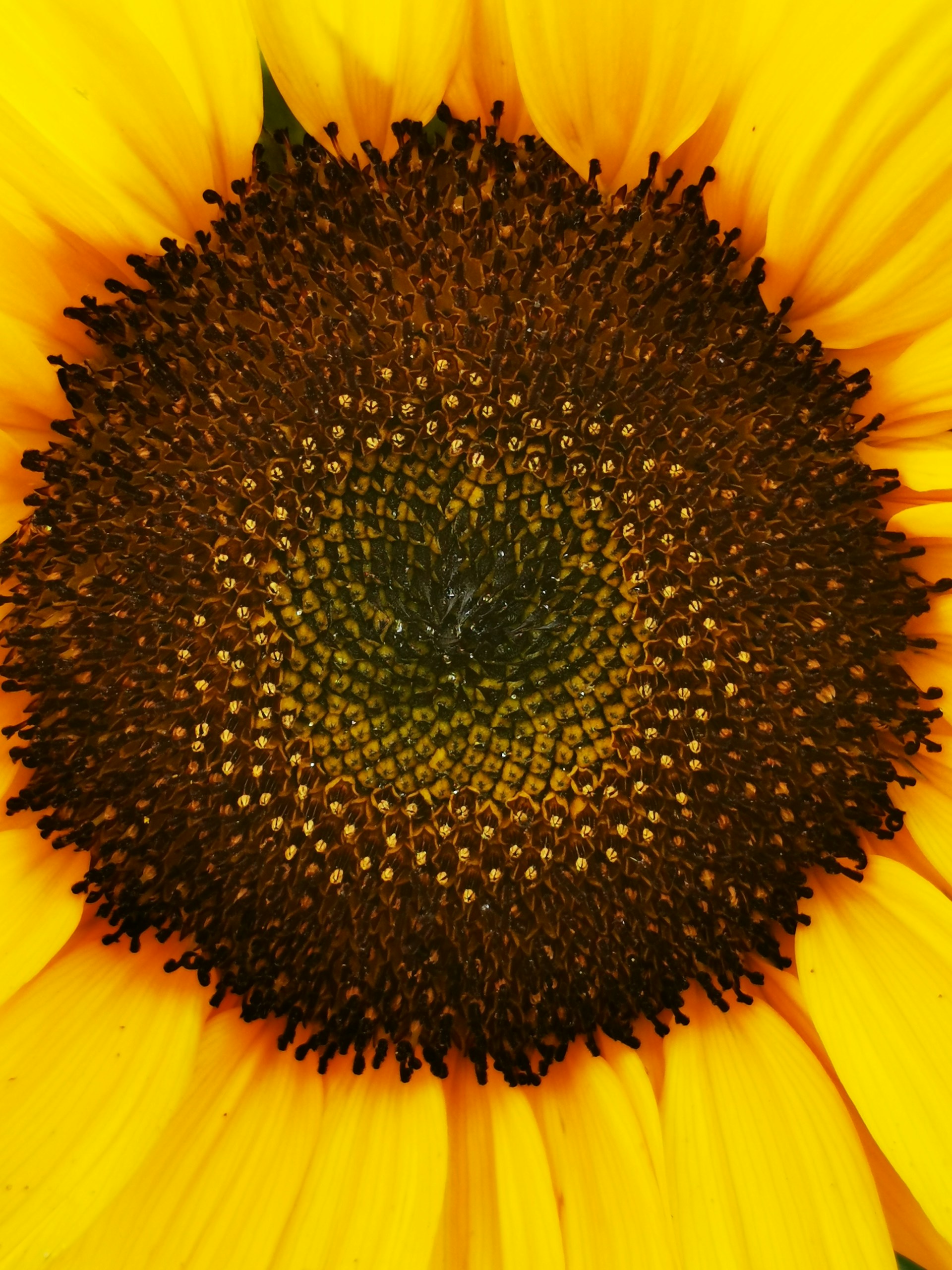 A close-up of a single sunflower head, the sharp contrast between the deep black seeds and the vibrant yellow petals capturing an almost haunting beauty.
