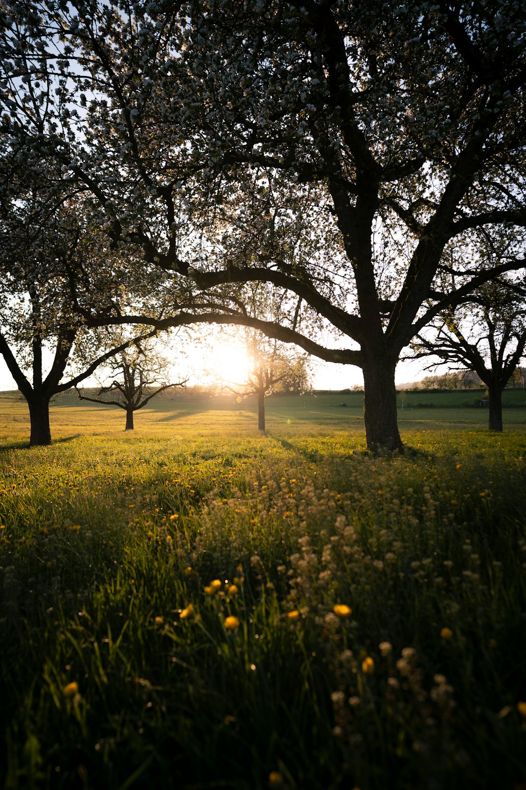 green grass field with trees during daytime