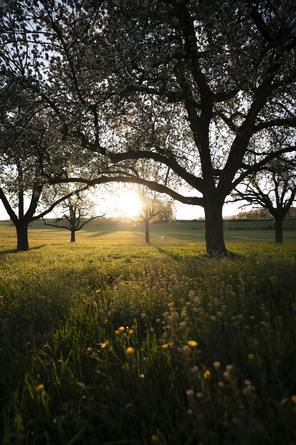 green grass field with trees during daytime