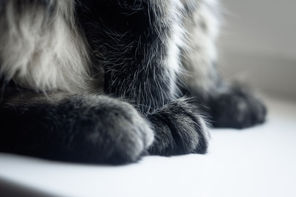 black and white cat lying on white textile