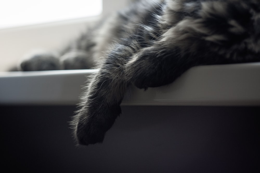 silver tabby cat lying on white table