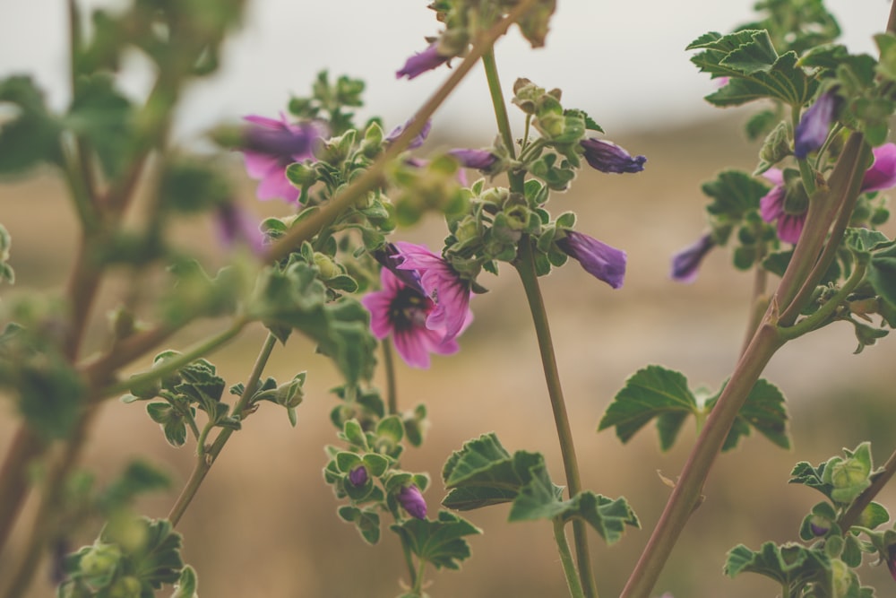 purple flower in tilt shift lens