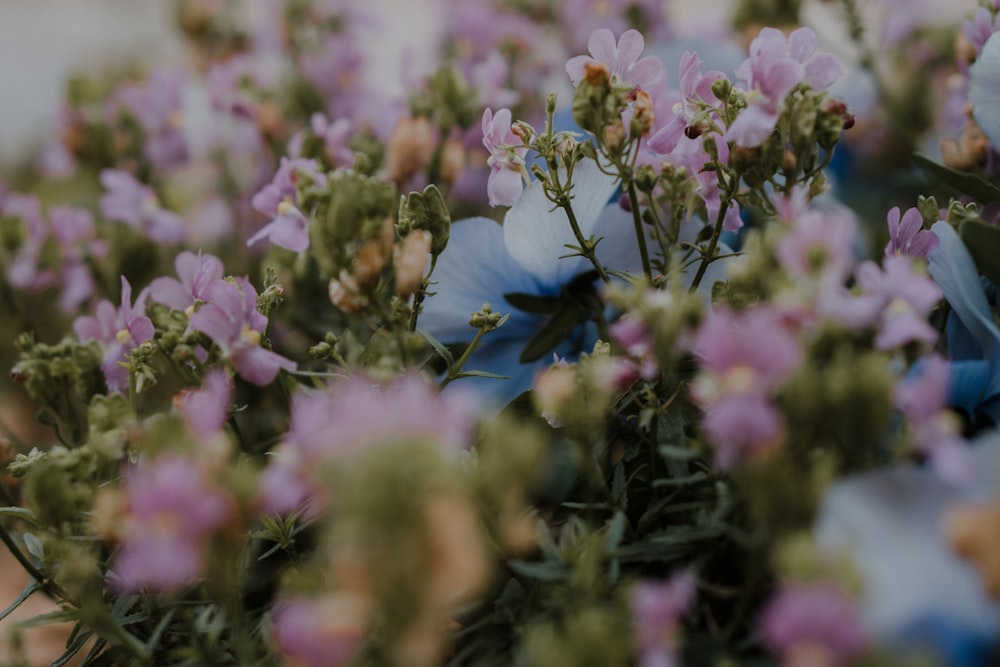 purple and white flowers in tilt shift lens