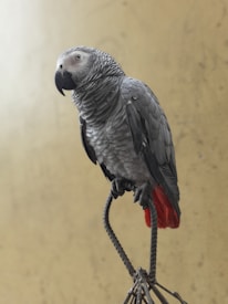 A grey parrot with a black beak and bright red tail feathers is perched on a twisted metal structure against a blurred beige background.