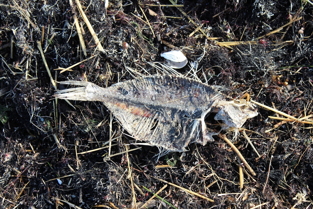 Anchovy Bundle