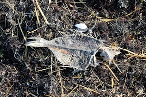 Anchovy Bundle