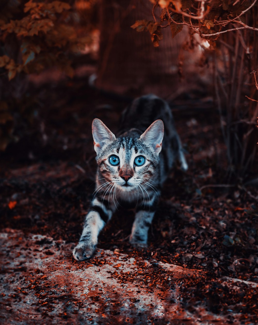 brown tabby cat walking on brown soil