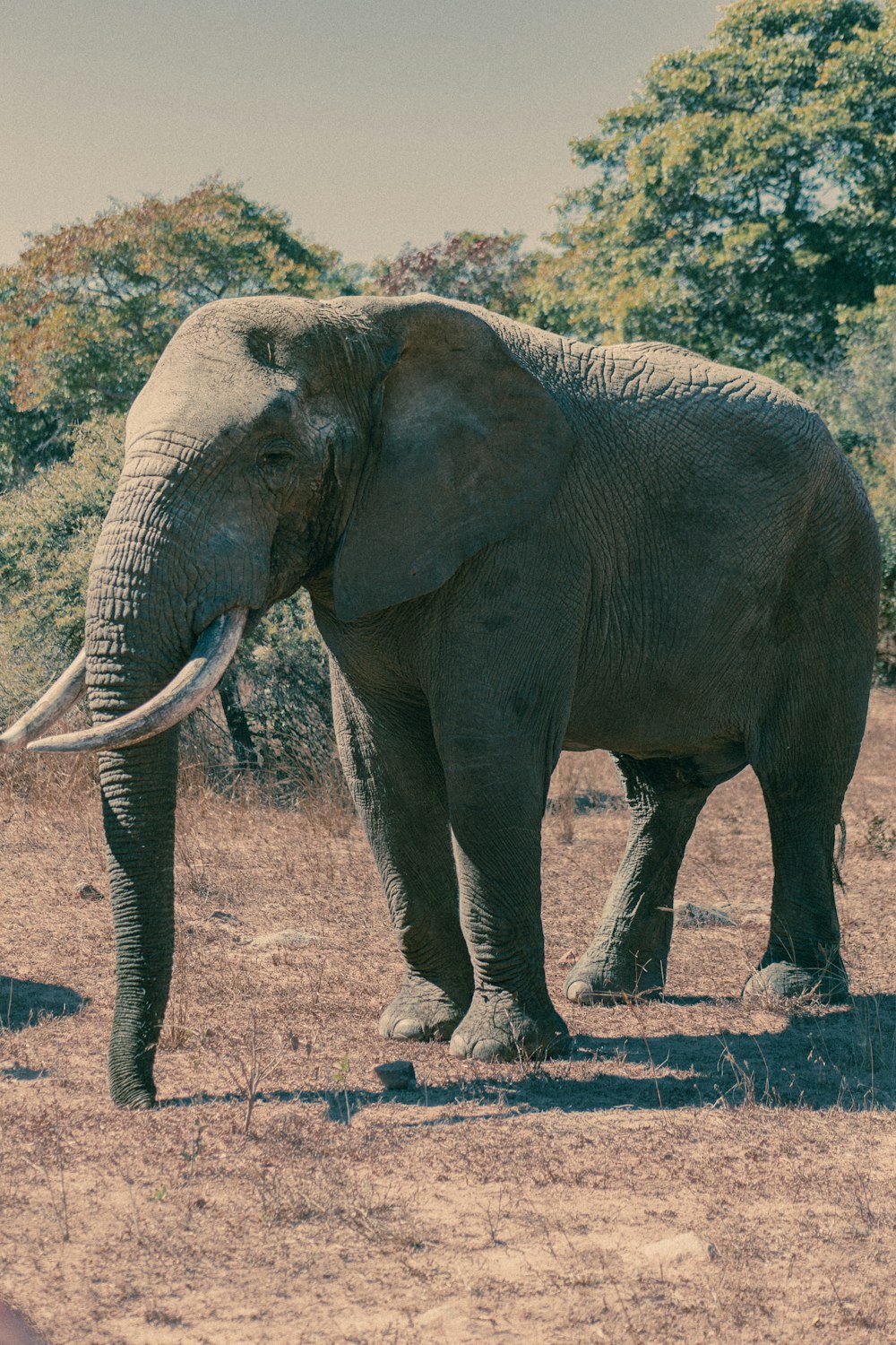 éléphant marchant sur un chemin de terre pendant la journée