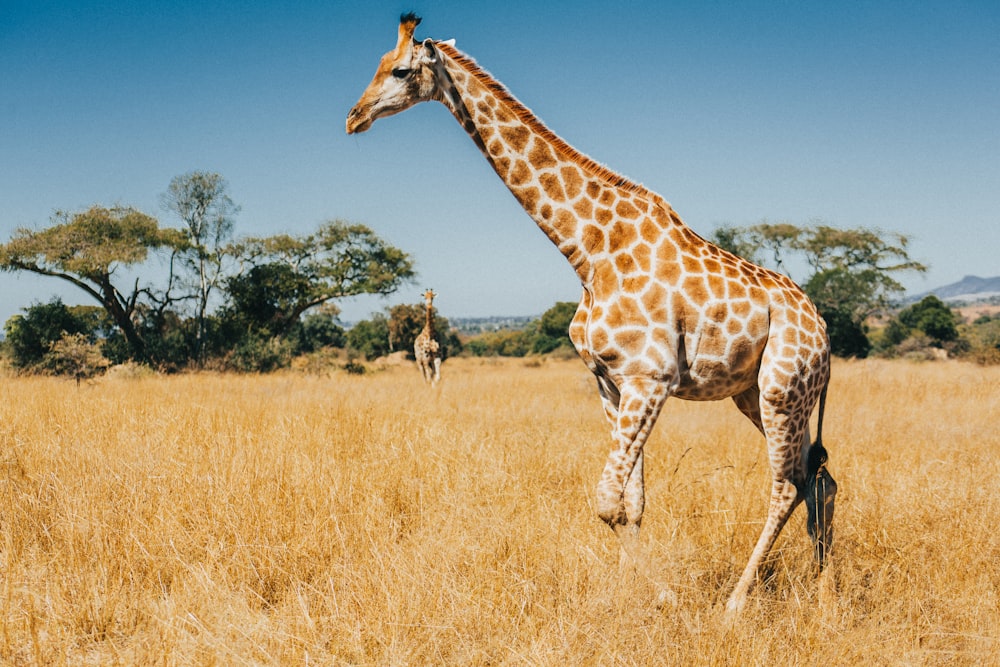 giraffe on brown grass field during daytime