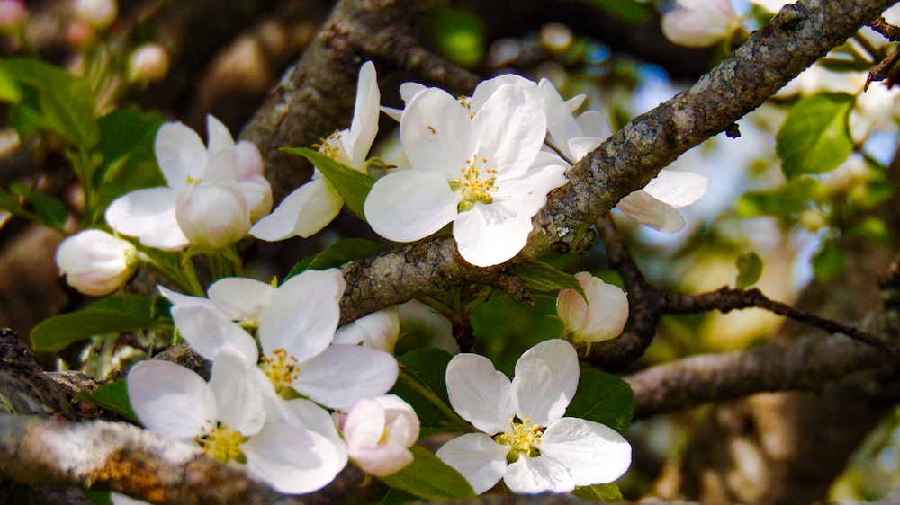 white cherry blossom in bloom during daytime