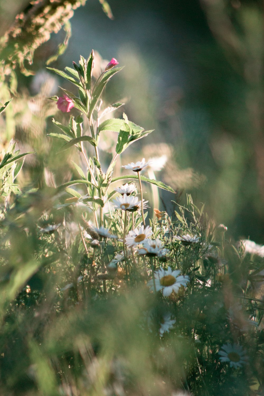 white and red flowers on green grass during daytime