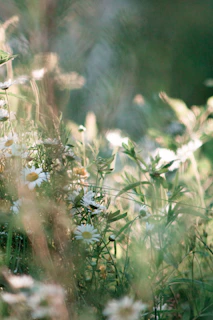 A serene scene of wildflowers blooming in a sunlit meadow, embodying natural beauty.
