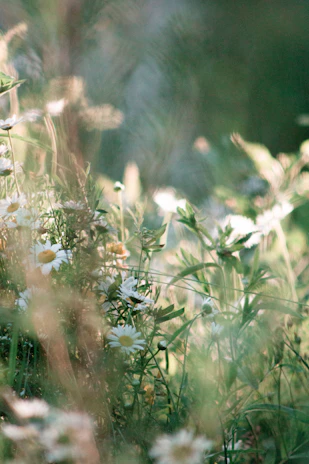 A serene scene of wildflowers blooming in a sunlit meadow, embodying natural beauty.
