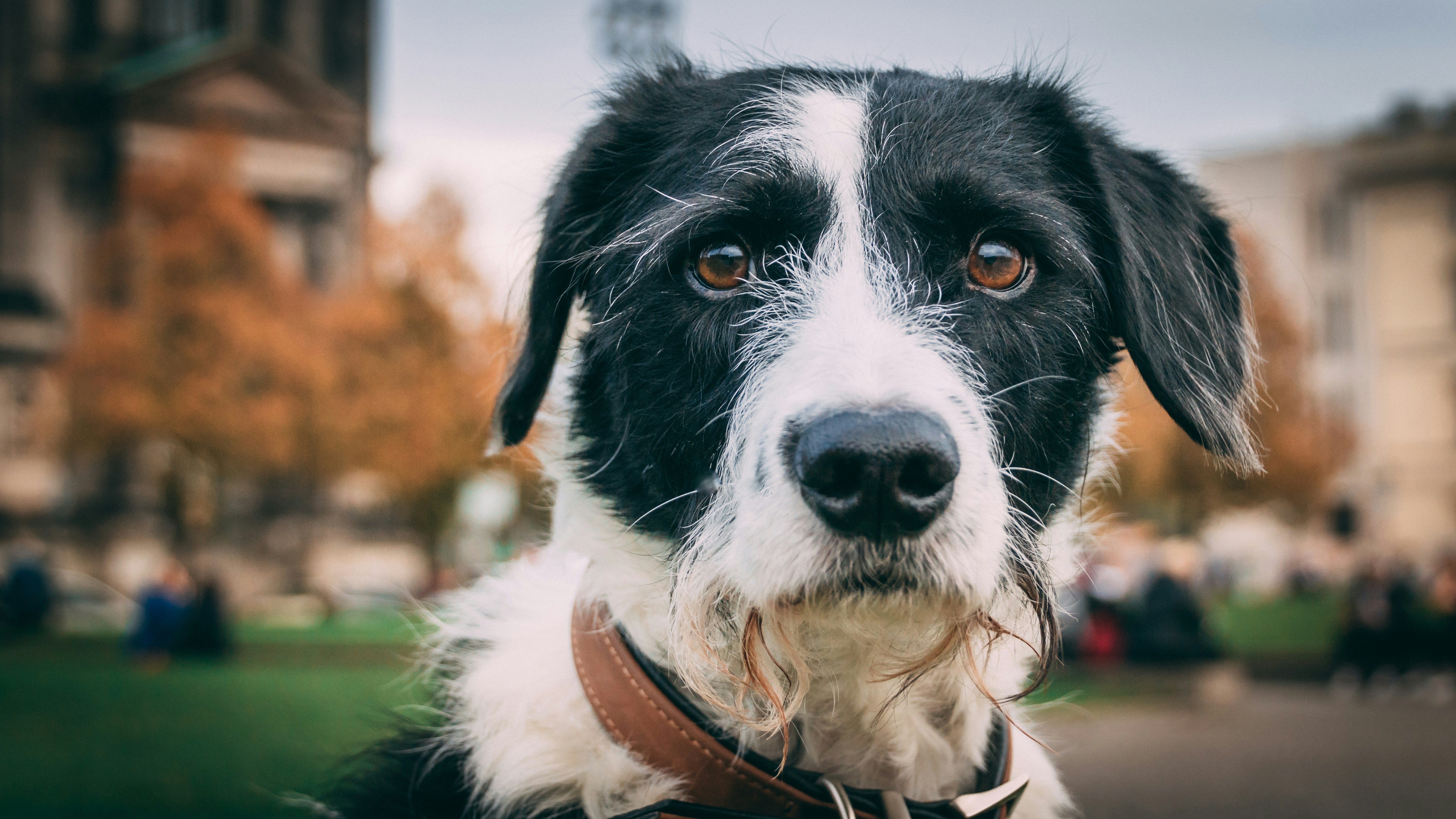 Border Collie mix looking into the camera. Dog with beard