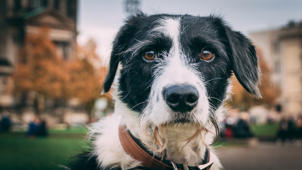 black and white border collie