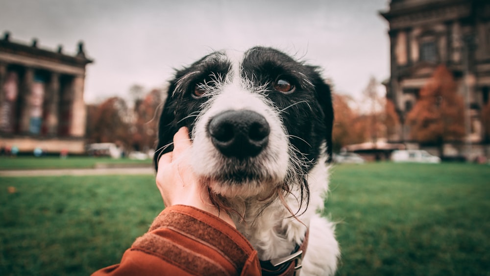 black and white border collie wearing brown and red knit hat