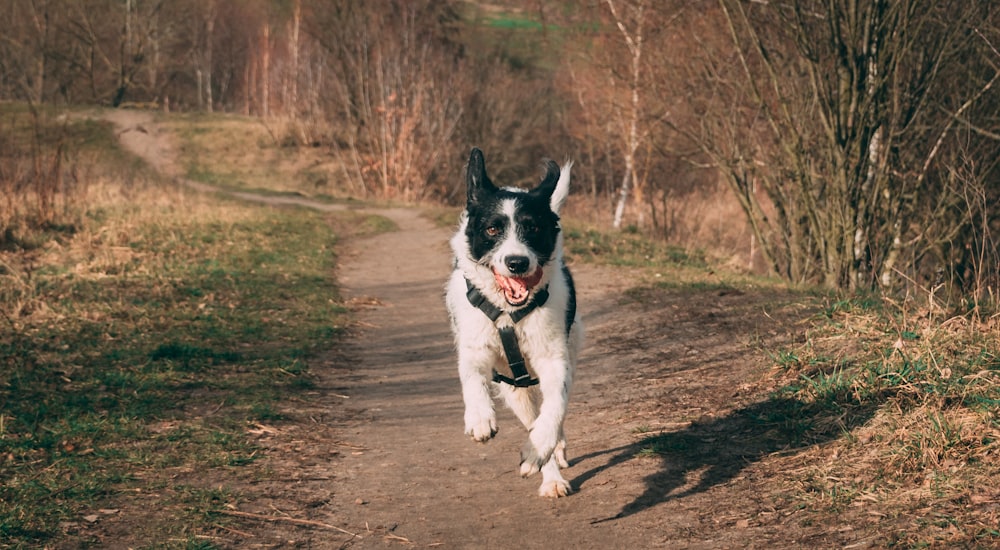 black and white border collie mix puppy running on brown dirt road during daytime