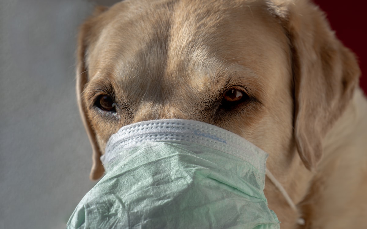 Can dogs get the Omicron virus from humans?