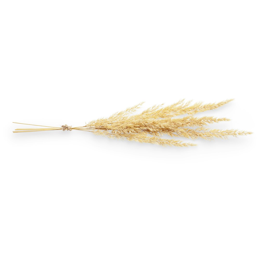 brown and white feather on white background