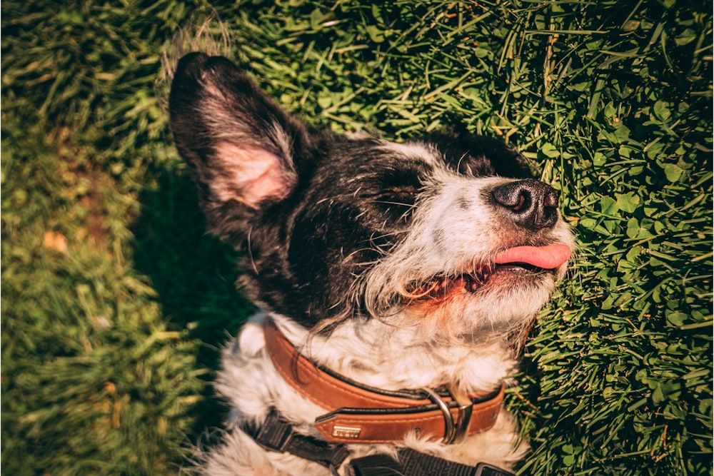 black and white border collie mix lying on green grass