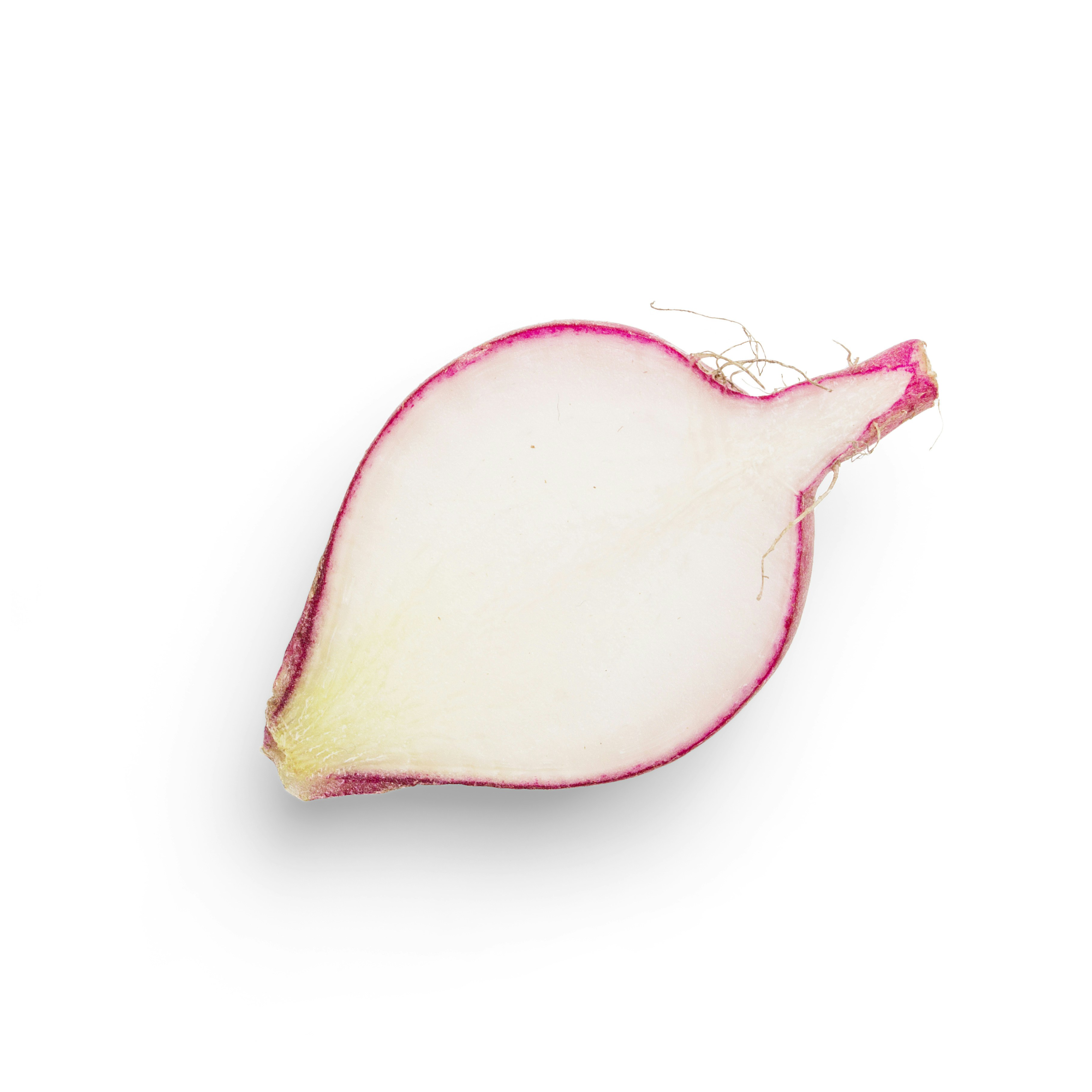 High-quality photo of a radish slice on a white background
