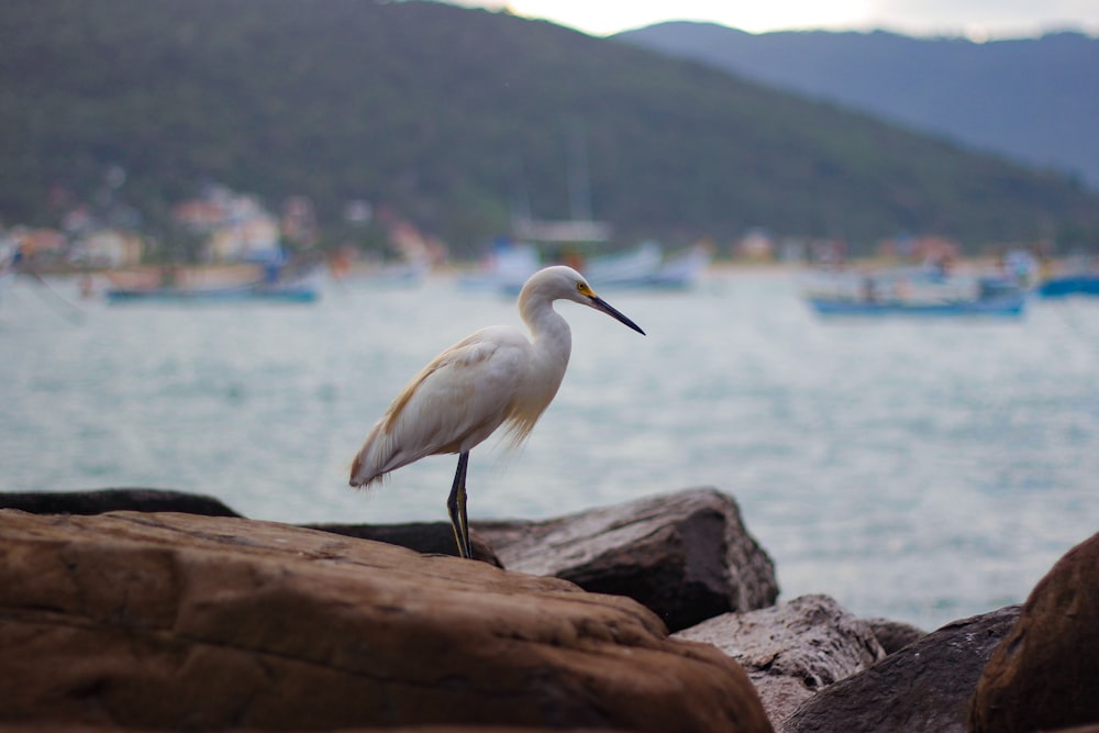 white long beak bird on brown rock near body of water during daytime