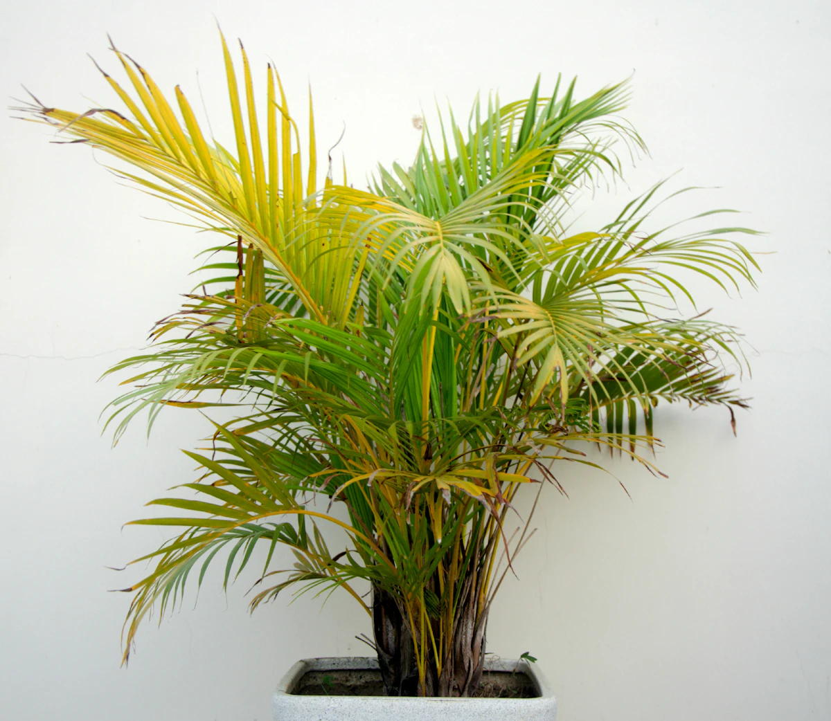 Areca Palm Golden Cane Dypsis lutescens India Most Popular — PlantCare