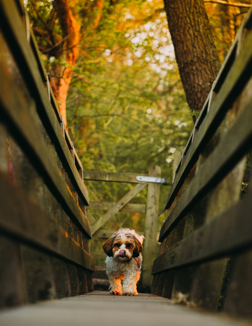 white and brown dog on brown wooden bridge