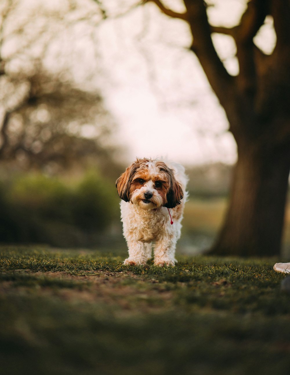 white and brown long coated small dog on green grass during daytime