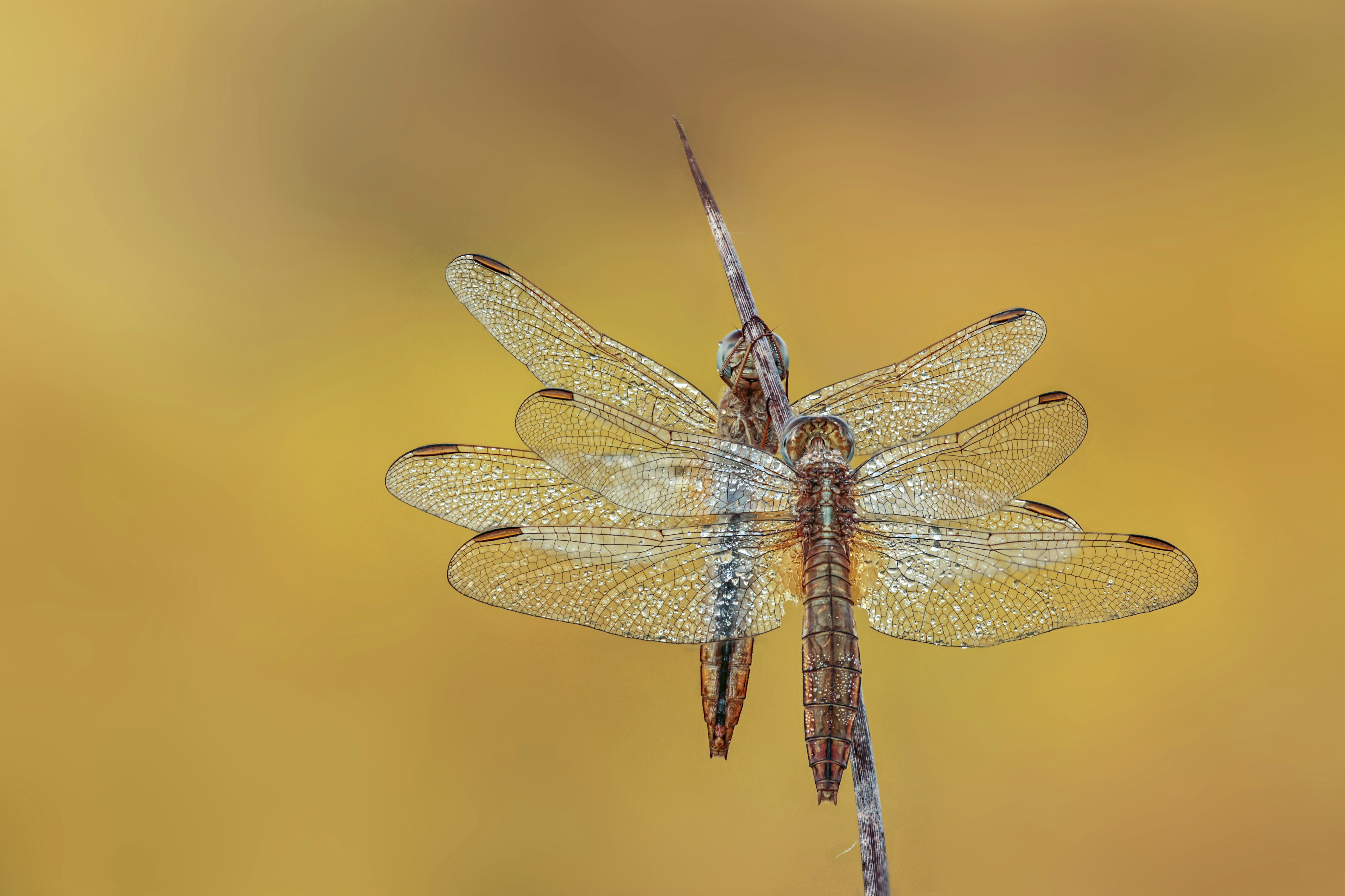 Libellule Pictures Download Free Images On Unsplash