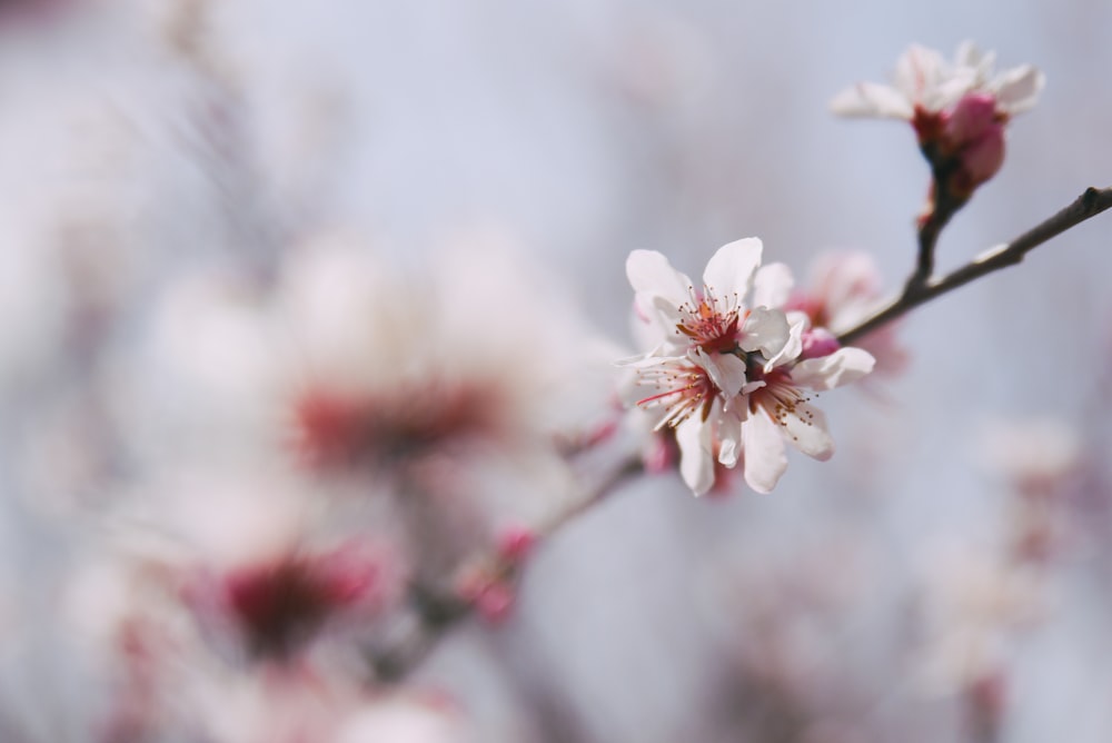 white cherry blossom in close up photography