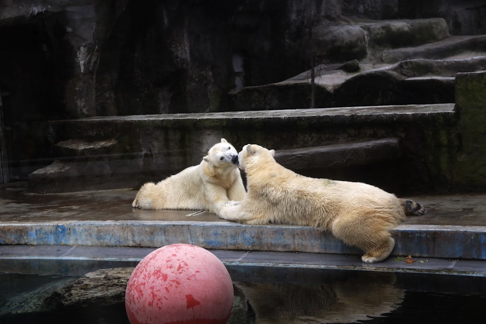 polar bear lying on brown concrete floor