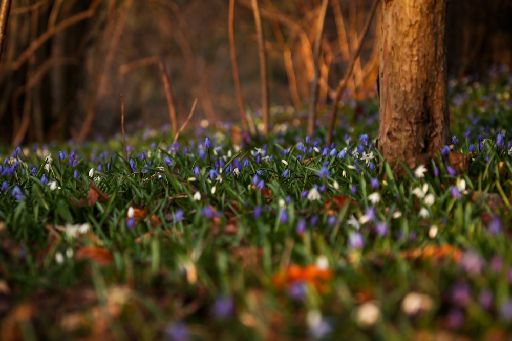 blue flowers and brown tree trunk