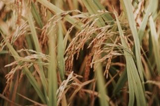 Close-up of rice plants with ripe grains, featuring long green leaves and clusters of golden rice that sway gently.