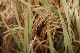Close-up of rice plants with ripe grains, featuring long green leaves and clusters of golden rice that sway gently.