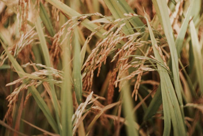 Rice milling machinery in action at Bengal Auto Rice Mill, highlighting modern processing techniques.