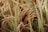Close-up of rice plants with ripe grains, featuring long green leaves and clusters of golden rice that sway gently.