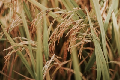 Close-up of rice plants with ripe grains, featuring long green leaves and clusters of golden rice that sway gently.
